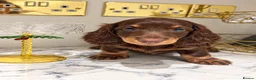 Miniature Dachshund dogs for sale: EXCEPTIONAL LONGHAIRED MINIATURE DACHSHUND PUPPIES - Advert 2