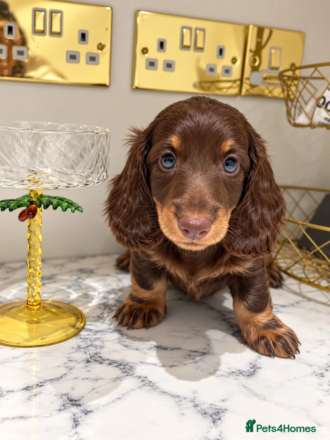 Miniature Dachshund dogs for sale: EXCEPTIONAL LONGHAIRED MINIATURE DACHSHUND PUPPIES - Advert 2