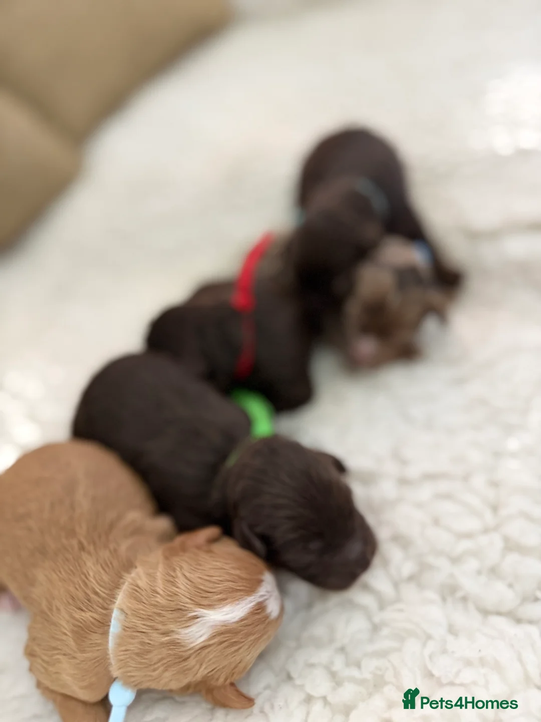 Cavapoo dogs for sale: F1 E ** tensively health tested cavapoos  - Advert 6