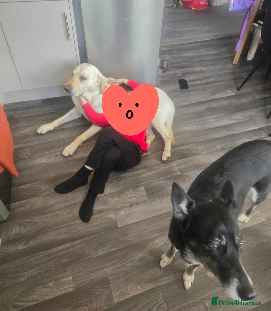 Mixed Breed dogs for sale:  Last puppy looking for his forever home ;)   - Advert 6