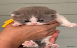 British Shorthair cats for sale: British short hair kittens for sale  - Image 2