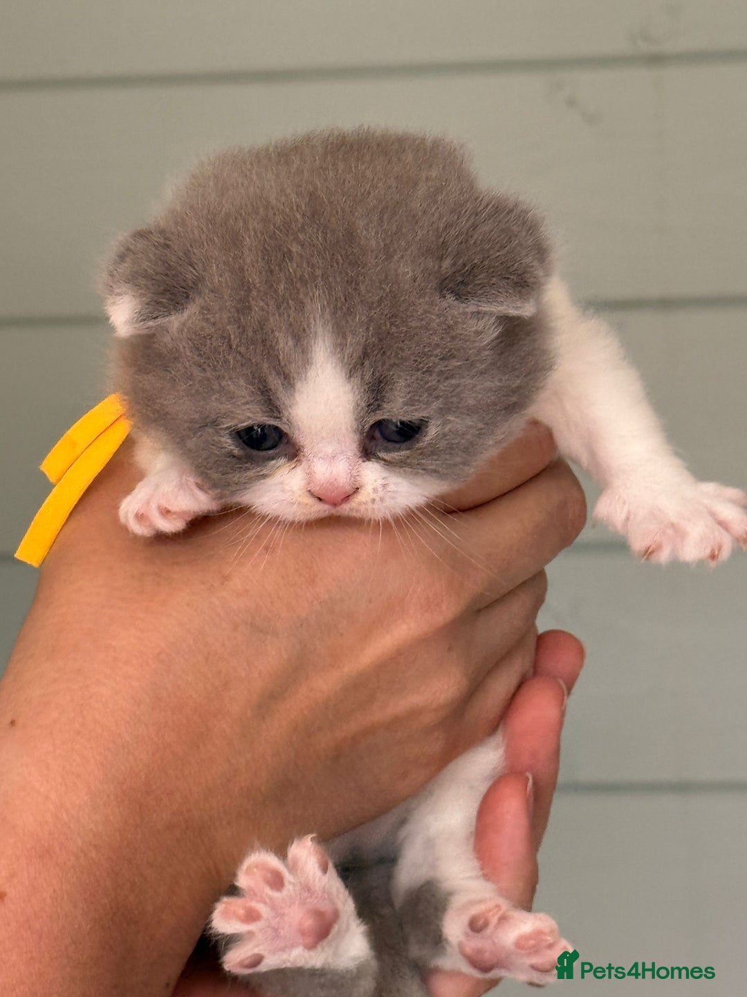 British Shorthair cats for sale: British short hair kittens for sale  - Image 2