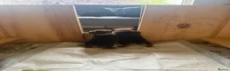 Border Terrier dogs for sale: 2 x Bitches  in Antrim - Advert 14