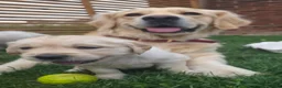 Golden Retriever dogs for sale: 5* Golden Retriver puppies - Advert 15