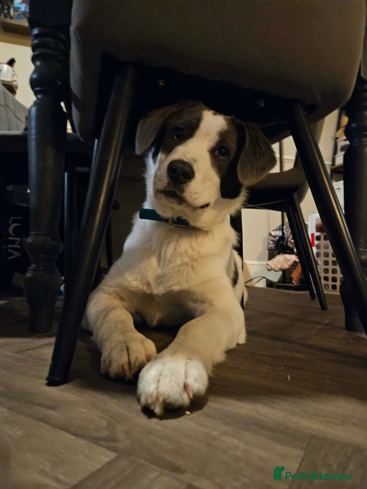 Mixed Breed dogs Yang for adoption - Advert 1