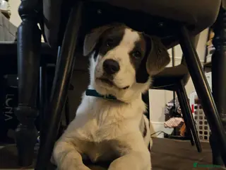 Mixed Breed dogs Yang for adoption - Advert 1