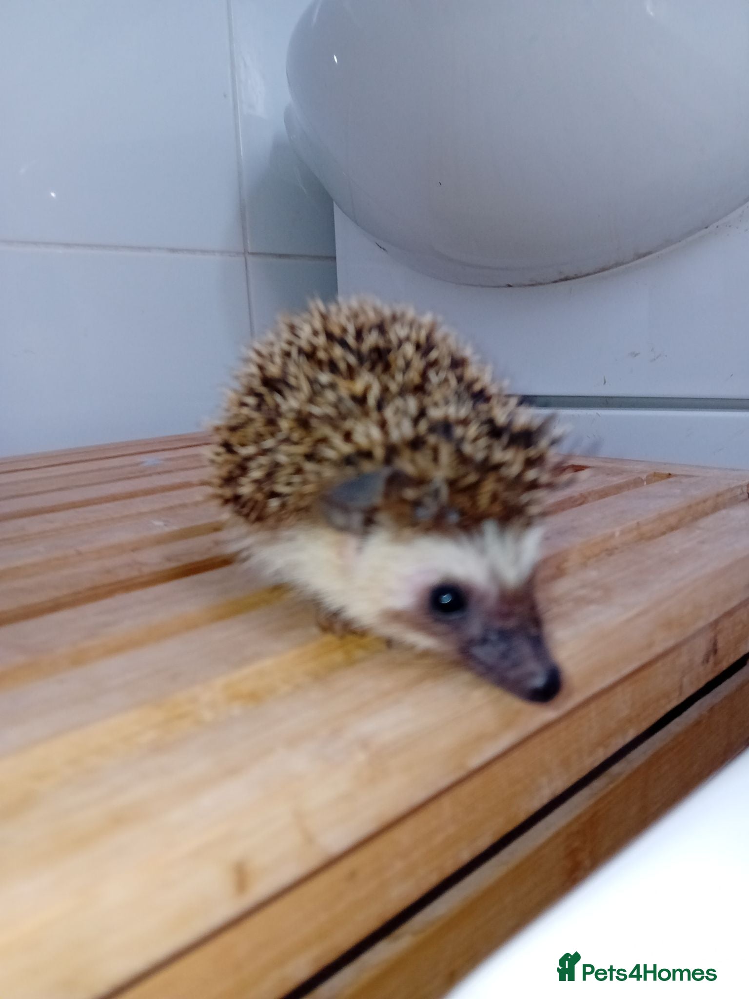 Pygmy Hedgehog rodents Final 2 Beautiful African Pygmy Hoglets –Boys - Advert 2