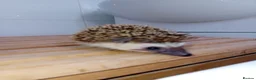 Pygmy Hedgehog rodents for sale: Final 2 Beautiful African Pygmy Hoglets –Boys - Advert 2