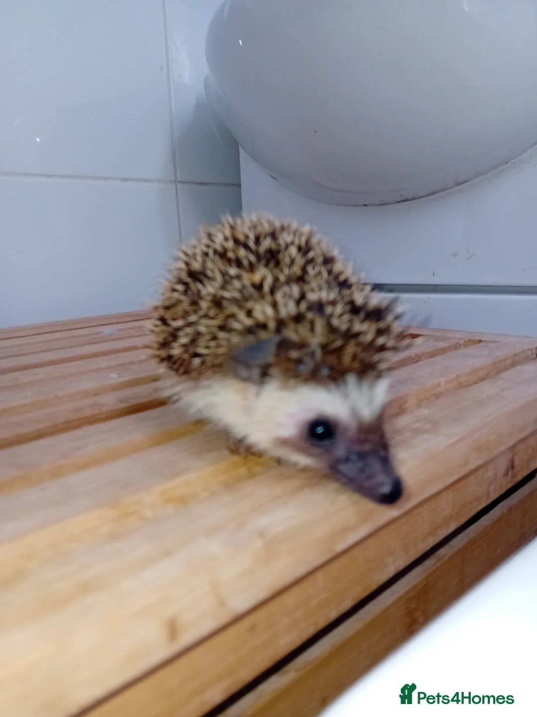 Pygmy Hedgehog rodents for sale: Final 2 Beautiful African Pygmy Hoglets –Boys - Advert 2