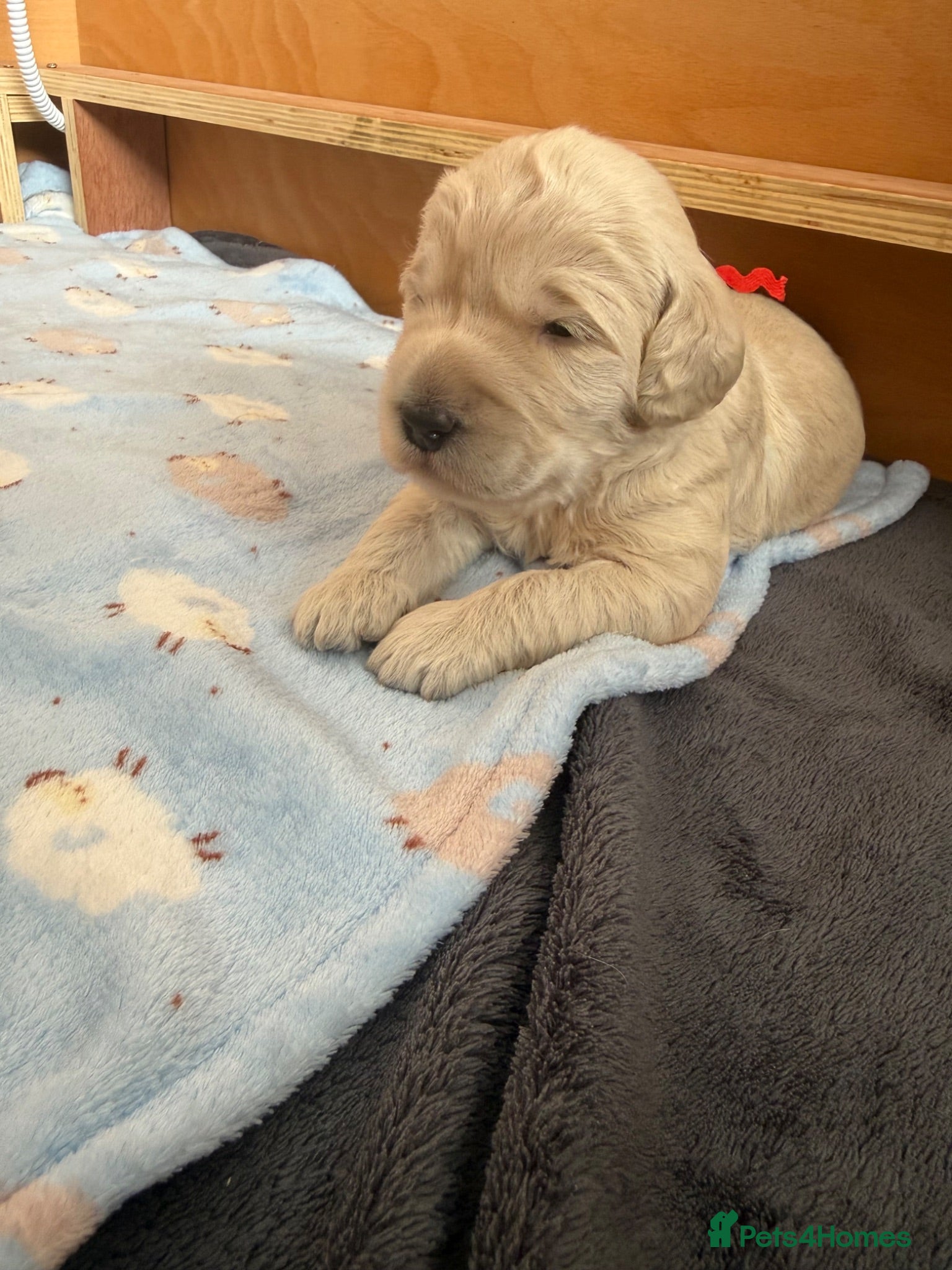 Mixed Breed dogs Multigeneration Cream/Apricot Double Doodles  - Advert 1