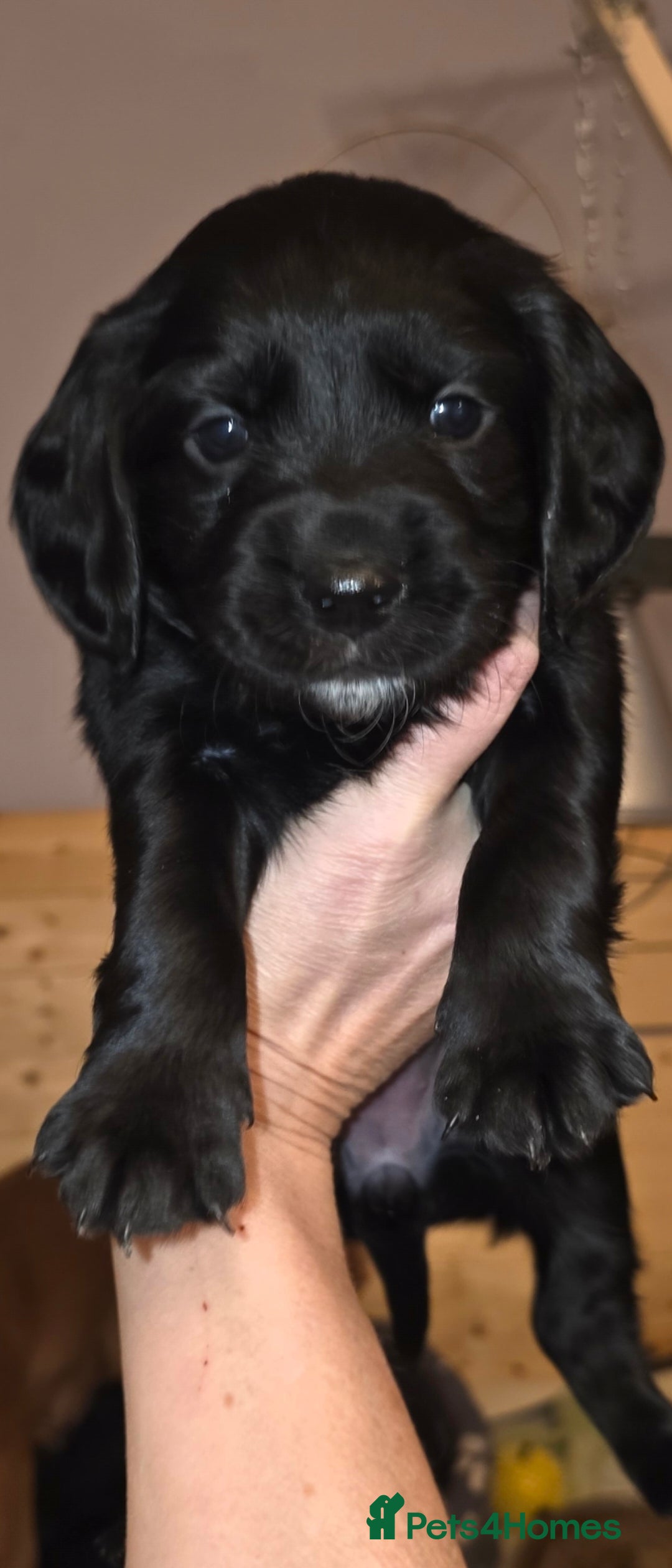 Sprocker dogs for sale: Beautiful chunky sprocker spaniel puppies  - Advert 10