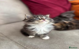Mixed Breed cats for sale: Maine-coon / Ragdoll Kittens  - Image 4