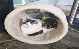 Mixed Breed cats for sale: Super cute, fun kitten - Image 4