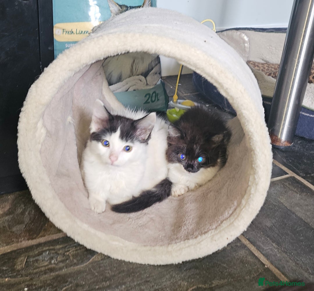Mixed Breed cats for sale: Super cute, fun kitten - Image 4