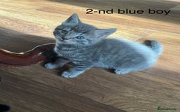 Mixed Breed cats for sale: Kittens (£250-£80) - Image 1