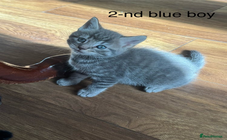 Mixed Breed cats - Advert 8