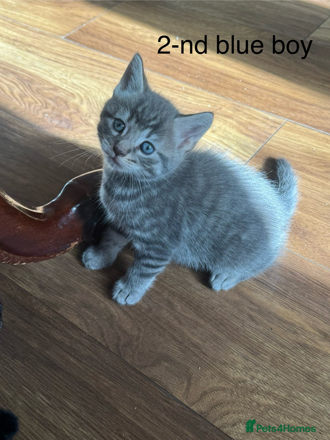 Mixed Breed cats for sale: Kittens (£250-£80) - Image 1