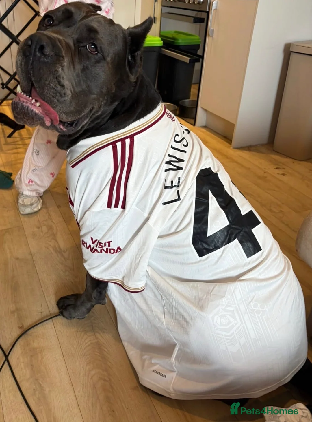 Cane Corso dogs for stud: Genuine Cane Corso Top Quality - Advert 12