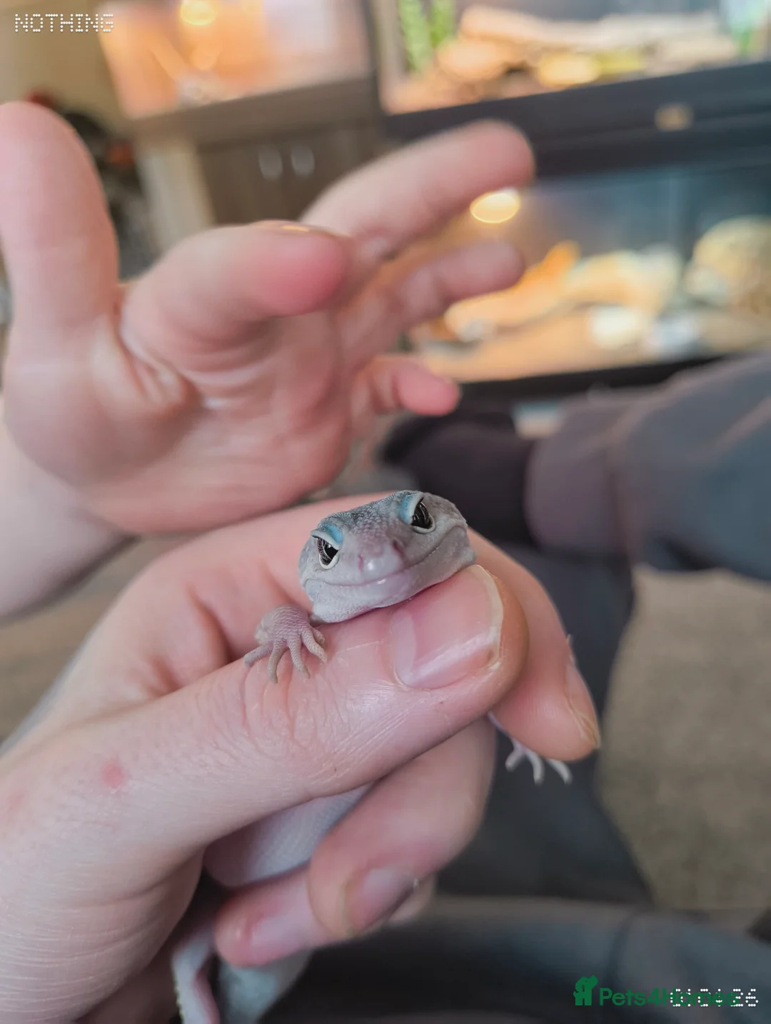 Gecko reptiles for sale: Female juvenile gecko full set up included - Advert 5