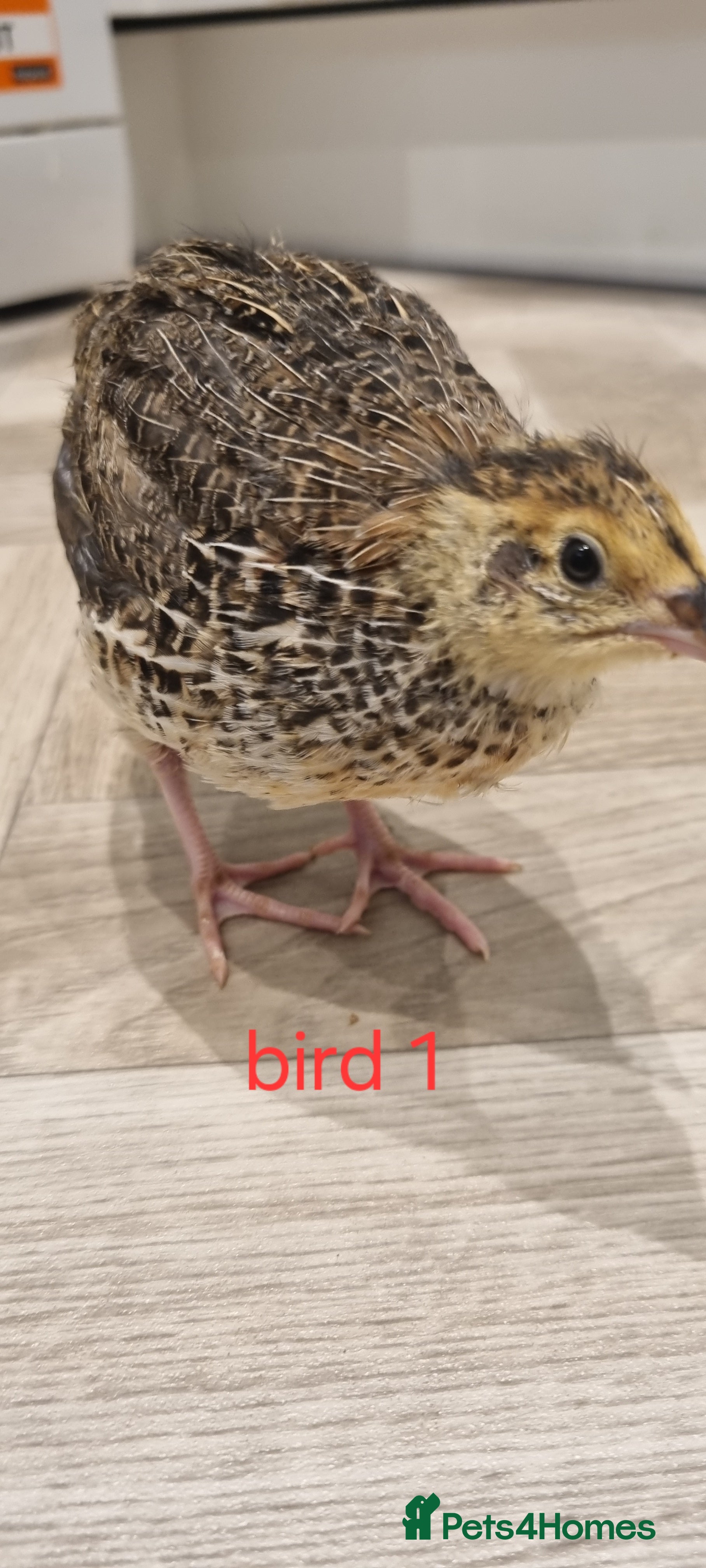 Quail poultry Coturnix quail three week old (not sexed)  - Advert 21
