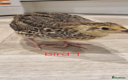 Quail poultry for sale: Coturnix quail three week old (not sexed)  - Image 1