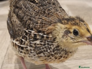 Quail poultry - Advert 8