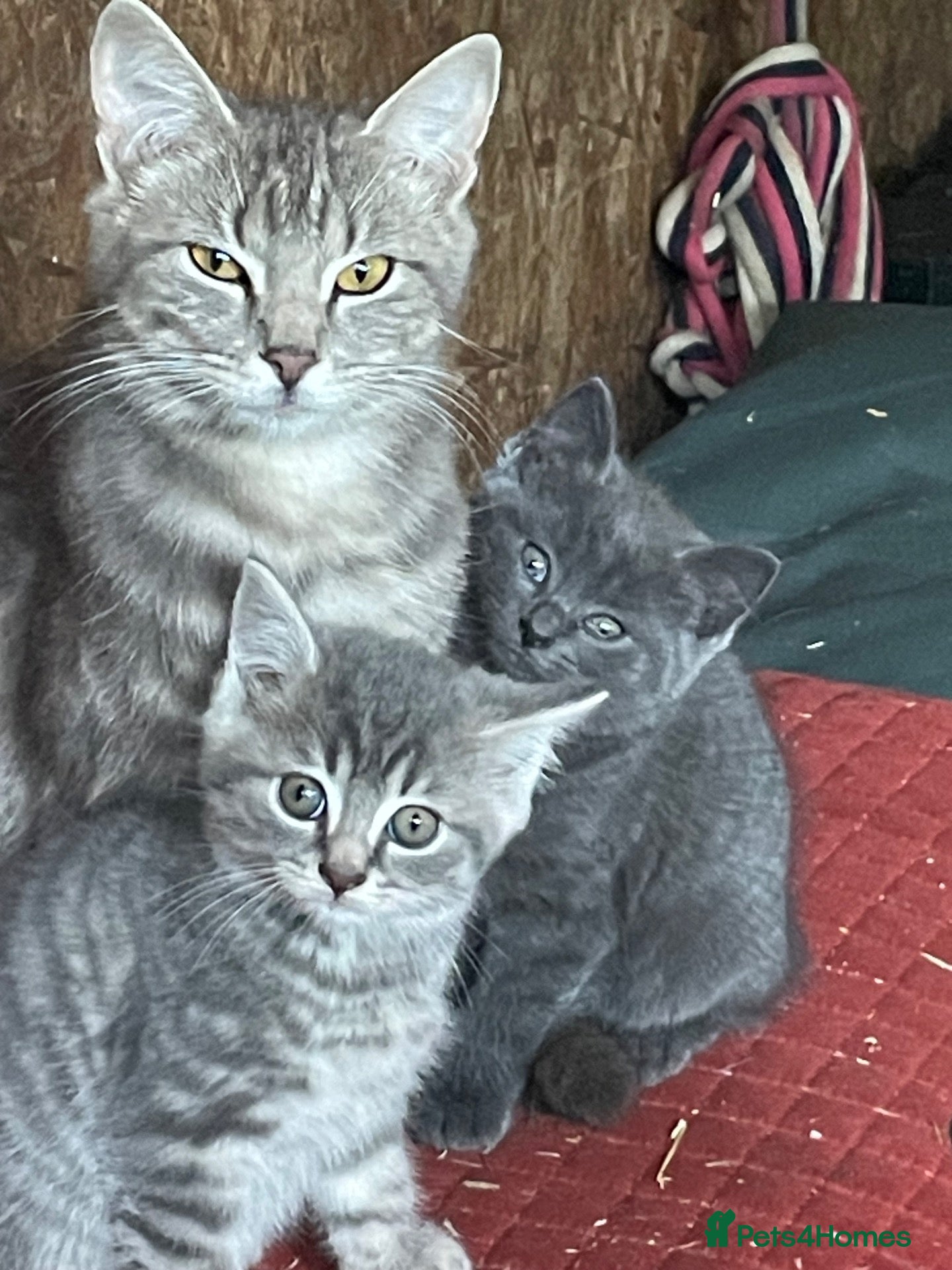 Domestic Shorthair cats Domestic short hair kittens - Advert 1