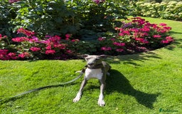 Italian Greyhound dogs for stud: Percy  - Advert 2