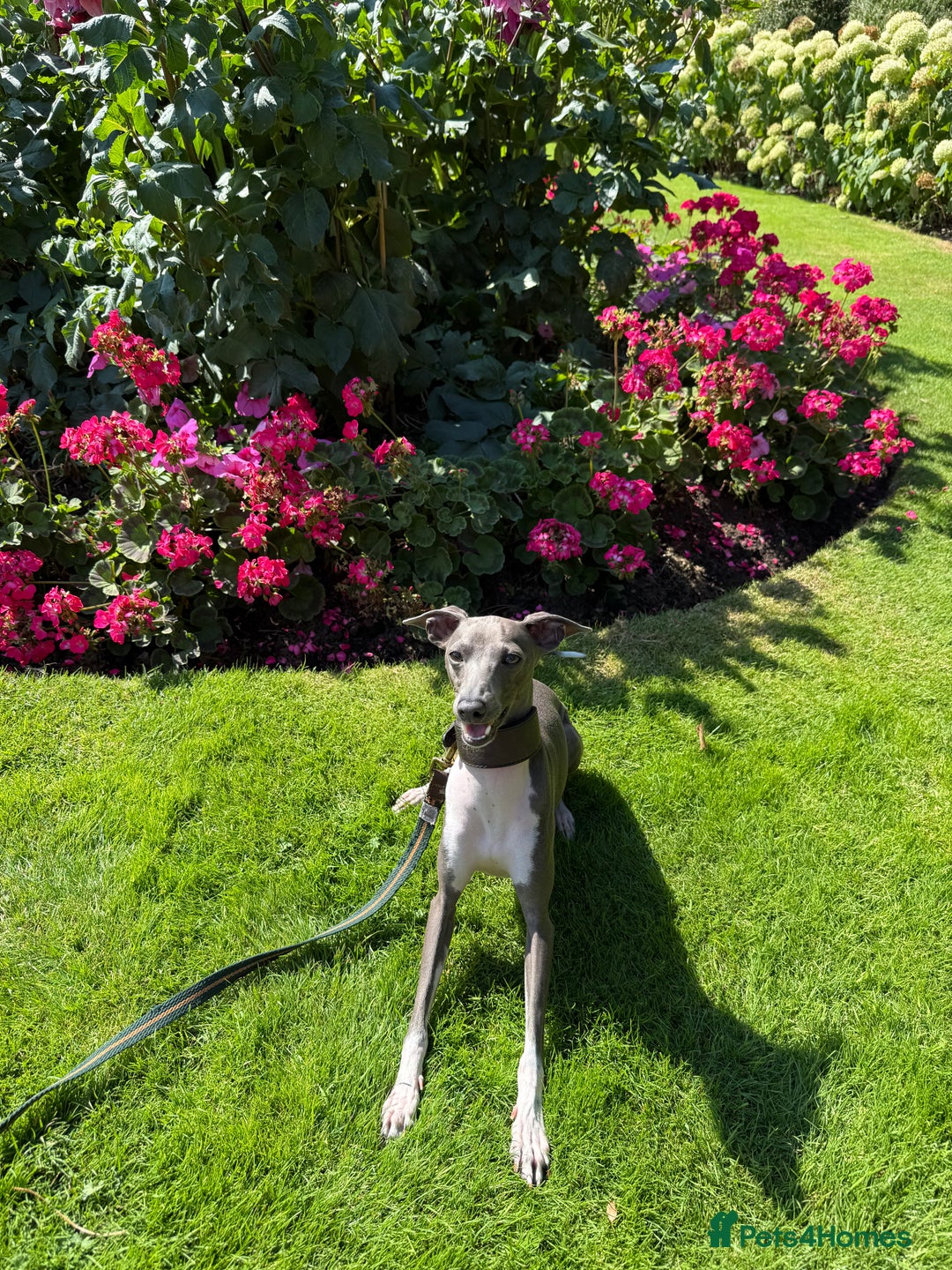 Italian Greyhound dogs for stud: Percy  - Advert 2