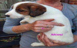 Jack Russell dogs for sale: Beautiful Jack Russel puppies - Image 13