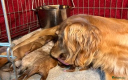 Cockapoo dogs for sale: Pop the champagne 🍾  - Image 2