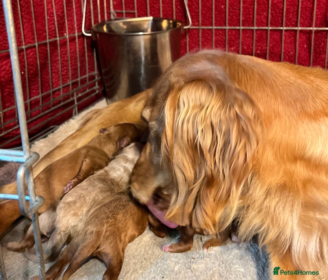 Cockapoo dogs for sale: Pop the champagne 🍾  - Image 2