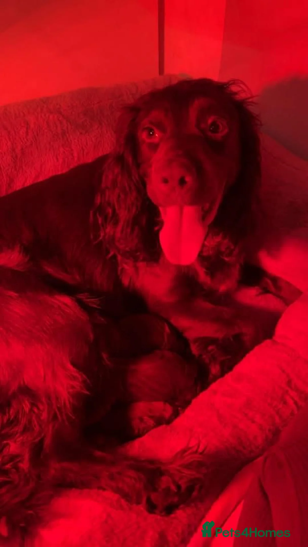 Sprocker dogs for sale: Female puppy in Doncaster - Advert 2