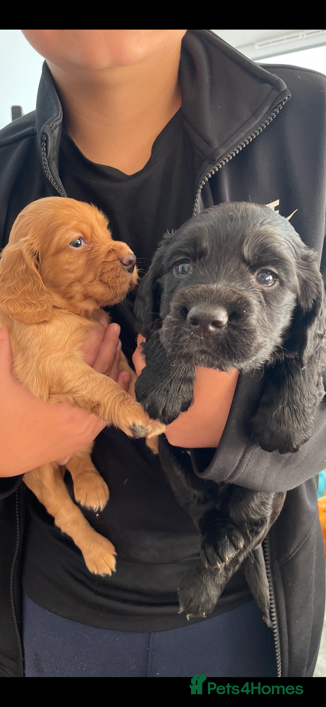 Cocker Spaniel dogs for sale: KC registered Working Cocker Spaniels For Sale - Image 1