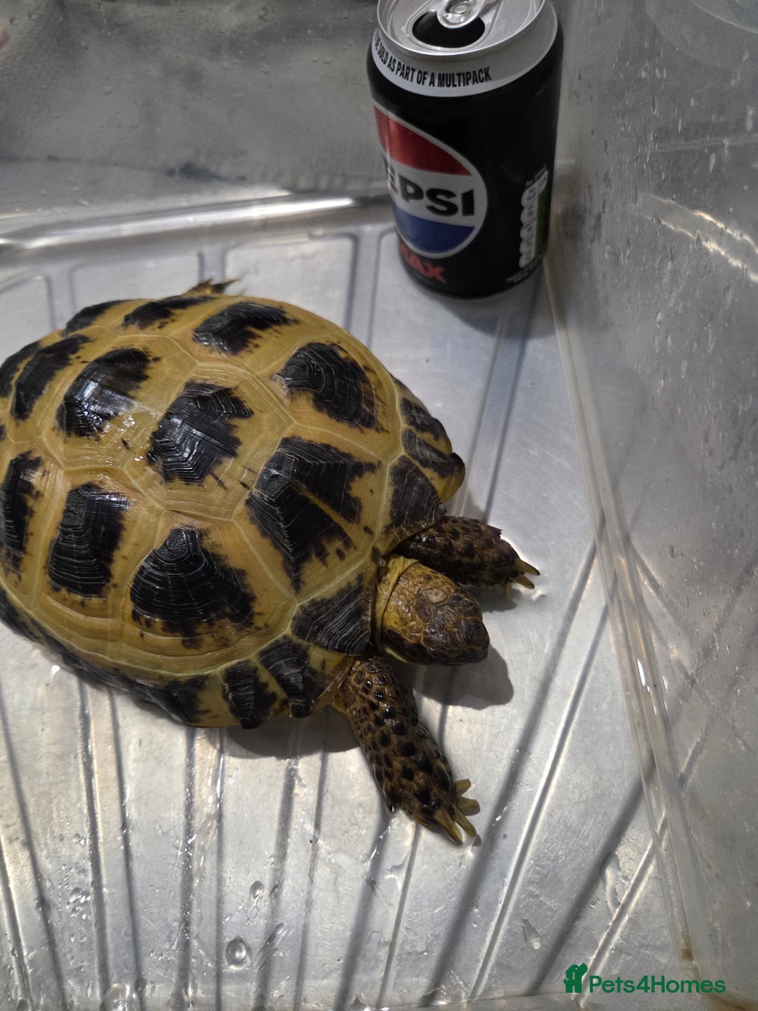 Tortoise reptiles for sale: Tortoise and vivarium for sale - Advert 3