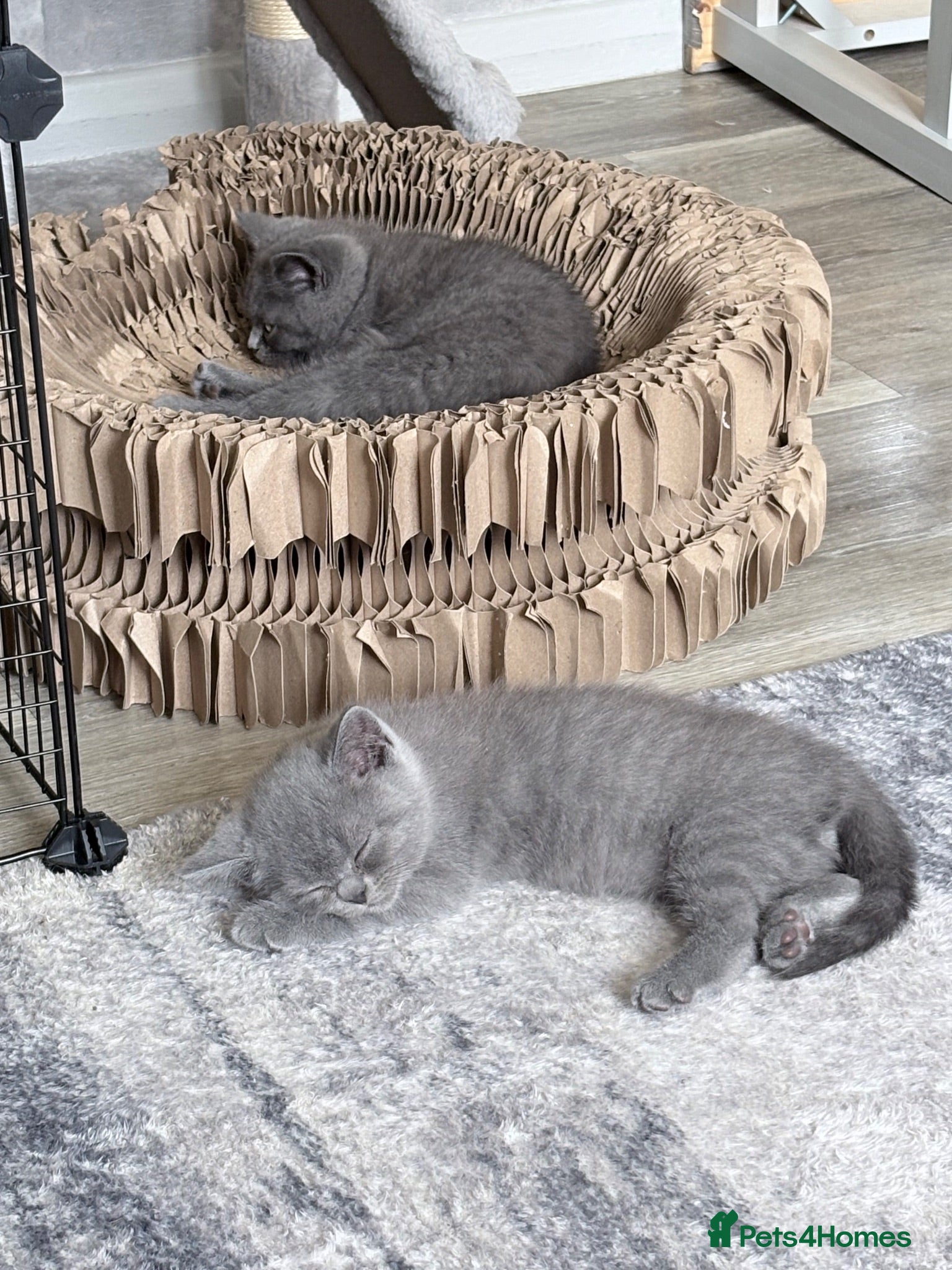 British Shorthair cats British shorthair kittens (blue) - Advert 2