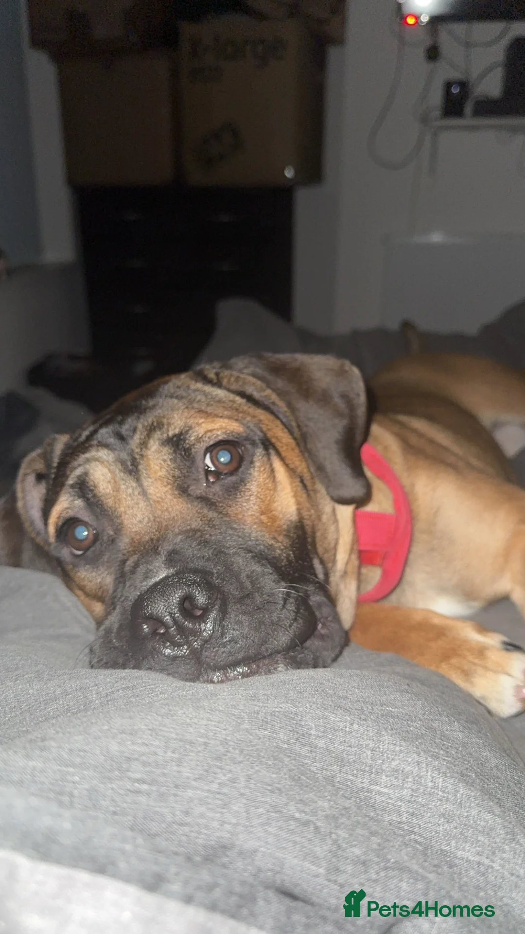 Mixed Breed dogs for sale: Cane corso x staffy - Advert 1