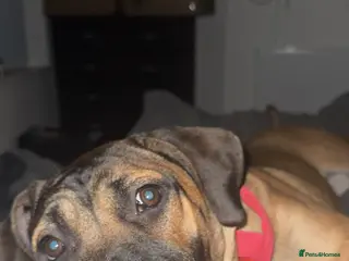 Mixed Breed dogs Cane corso x staffy - Advert 1