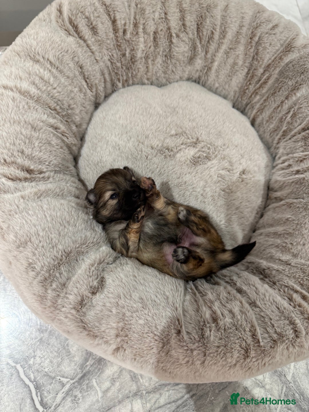 Pomeranian dogs for sale: Teddy Bear Pomerians  - Advert 4