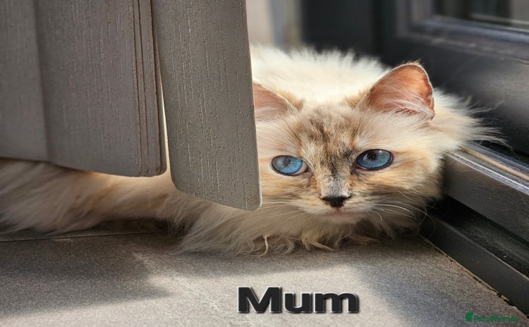Ragdoll cats - Advert 9