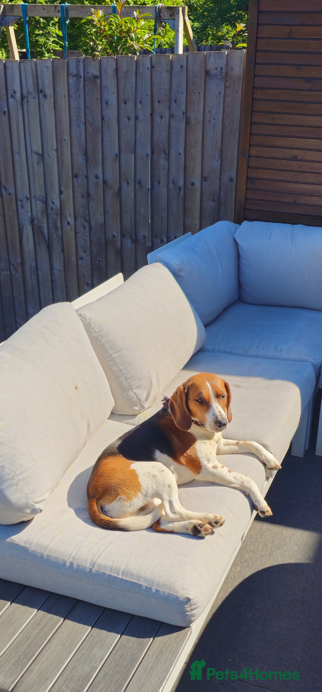 Beagle dogs for sale: Beagle for sale - Advert 2