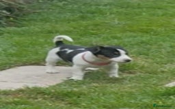 Jack Russell dogs for sale: Jack Russell pups for sale - Image 3