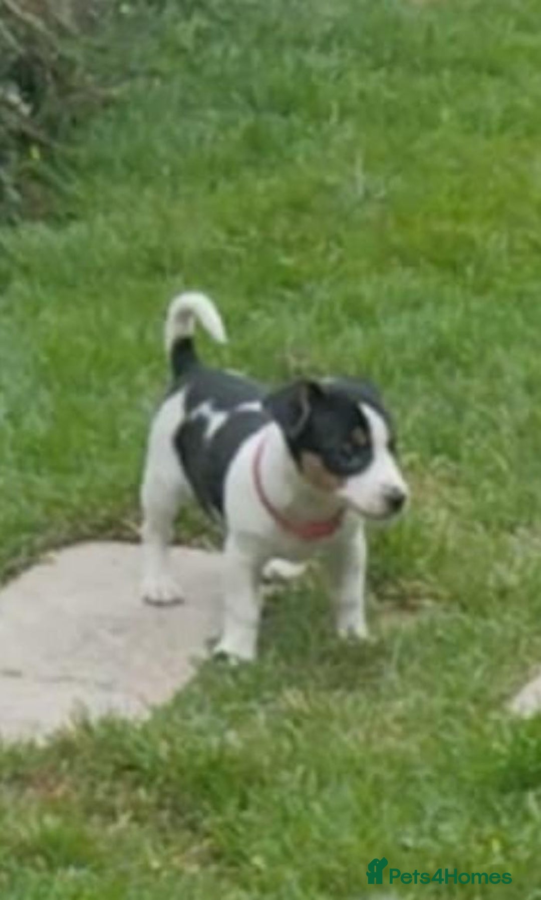 Jack Russell dogs for sale: Jack Russell pups for sale - Image 3