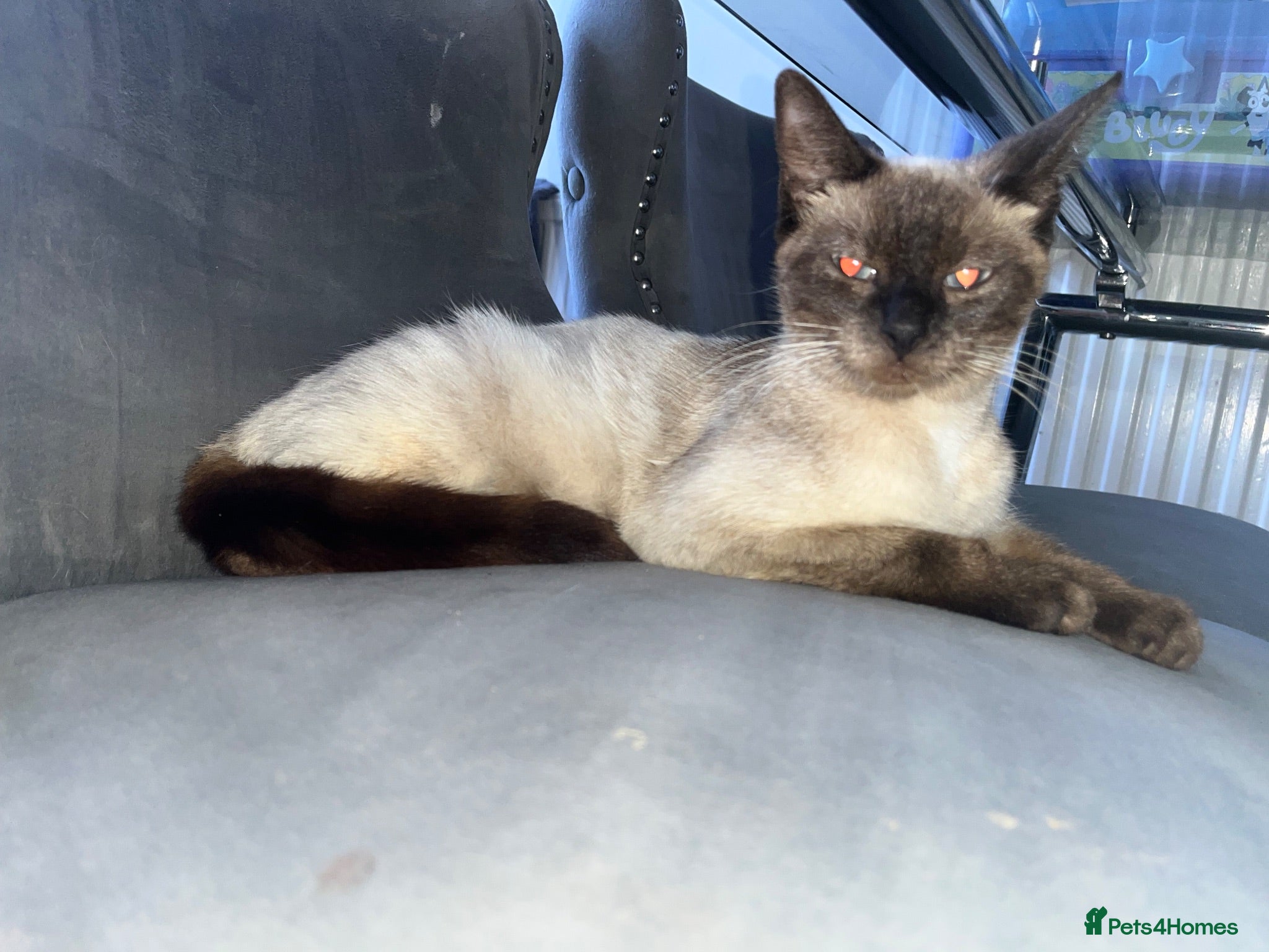 Mixed Breed cats Siamese mixed breed lovely kittens - Advert 6