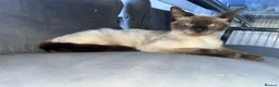 Mixed Breed cats for sale: Siamese mixed breed lovely kittens in Milton Keynes - Advert 1
