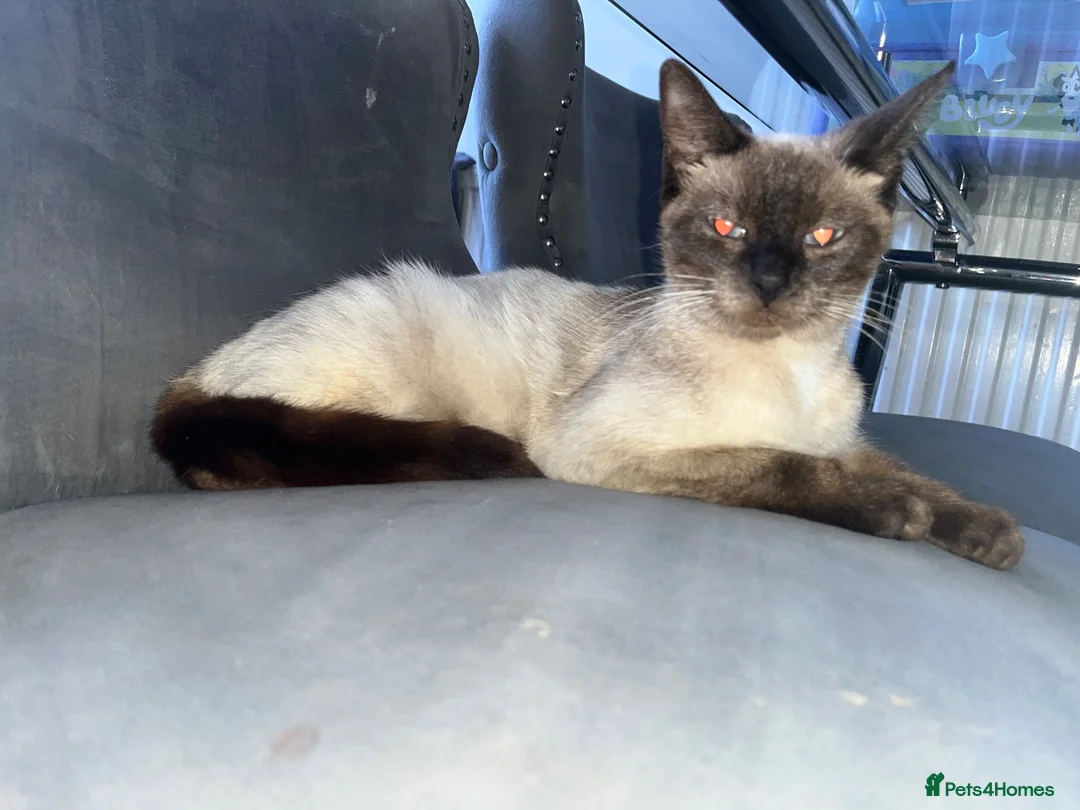 Mixed Breed cats for sale: Siamese mixed breed lovely kittens in Milton Keynes - Advert 1