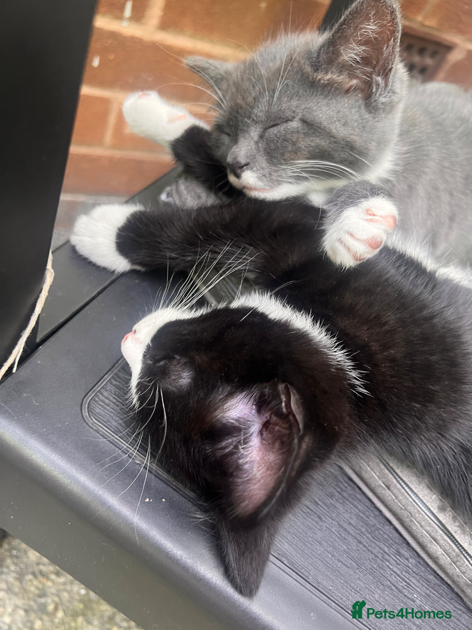 Domestic Shorthair cats for sale: 🐾 Gorgeous Kittens Ready for Loving Homes 🐾 in Nottingham - Advert 5