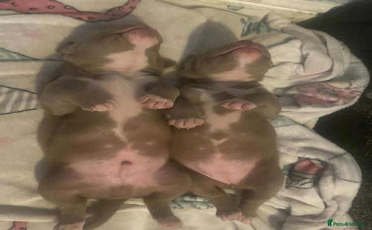 American Bully dogs - Advert 1