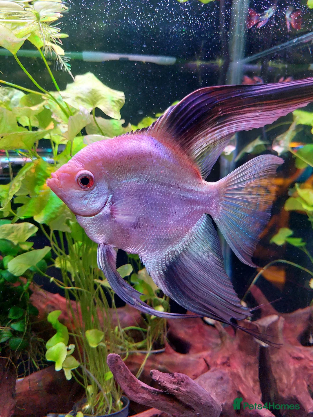 Angelfish fish for sale: Angelfish  - Advert 1