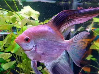 Angelfish fish Angelfish - Advert 1